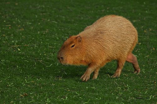Een capibara op een smaragdgroen gazon van groen gras, een groot Latijns-Amerikaans knaagdier uit he
