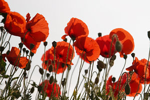 Mohnblumen mit Hintergrundbeleuchtung