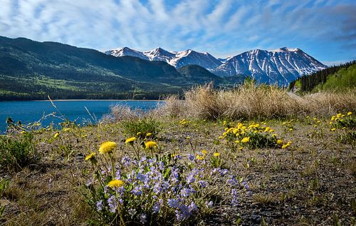 Bloemen aan de oever in het grensgebied tussen Canada en Alaska