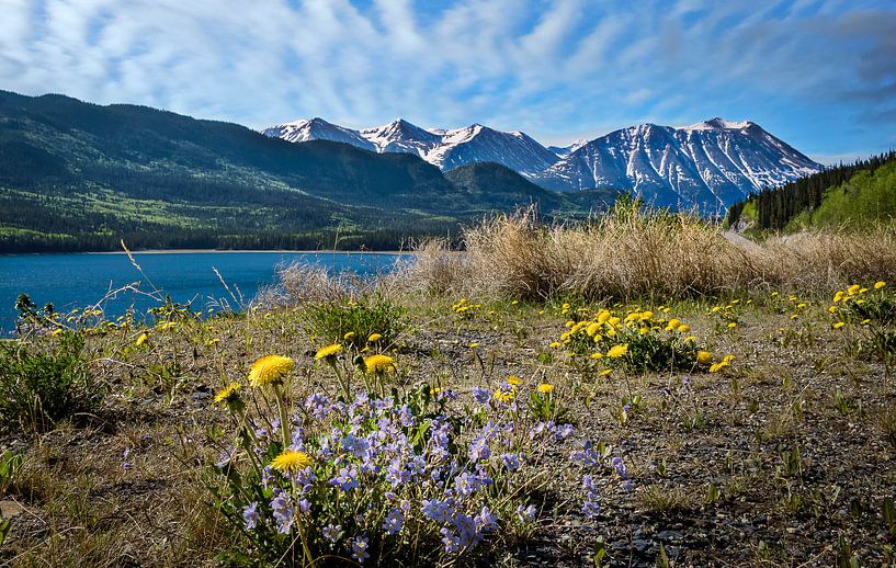 Fleurs sur le rivage dans la zone frontalière entre le Canada et l'Alaska par Rietje Bulthuis