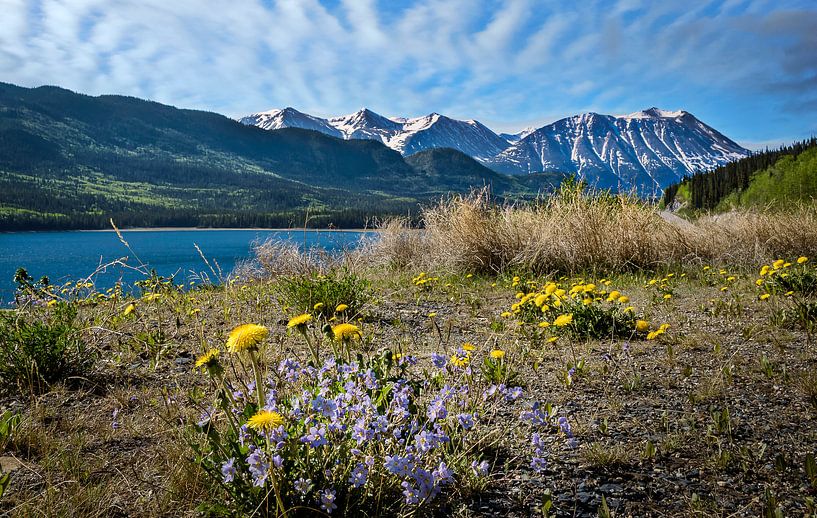 Blumen an der Küste im Grenzgebiet zwischen Kanada und Alaska von Rietje Bulthuis