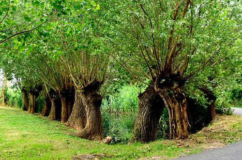 Les saules de Pollard le long du Gein.