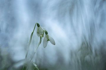 Snowdrops in the field | Nature photography by Nanda Bussers