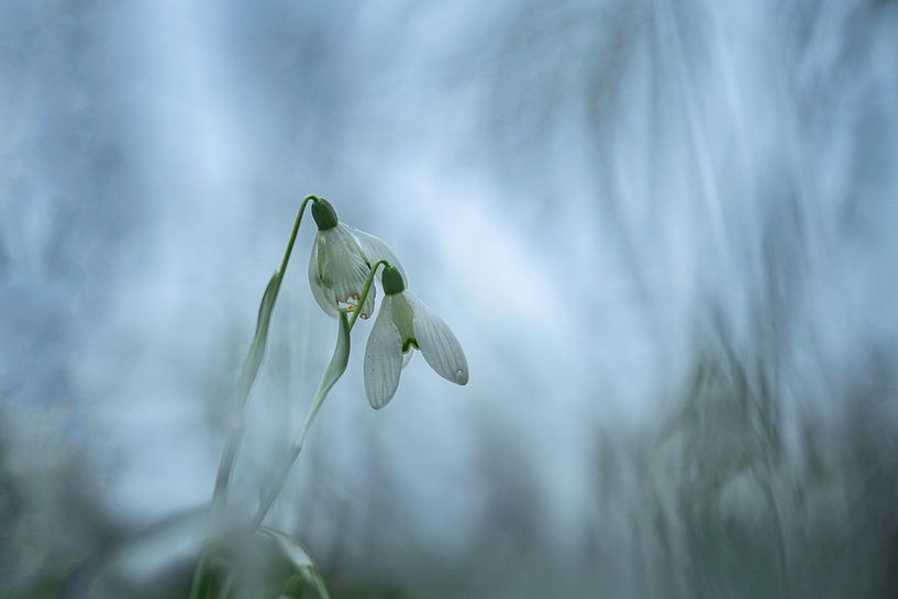 Snowdrops in the field | Nature photography by Nanda Bussers