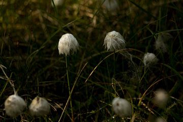 Feldblumen in den Bergen Norwegens von Karijn | Fine art Natuur en Reis Fotografie