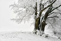 Winterbuche