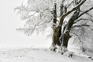 Winter Beuken van CSB-PHOTOGRAPHY
