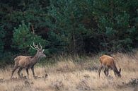 Red deer during the rut by Evert Jan Kip thumbnail