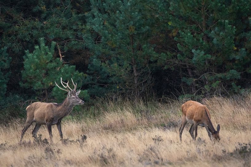 Red deer during the rut by Evert Jan Kip