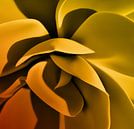 Hosta orange/yellow 3 by Charles Mulder thumbnail