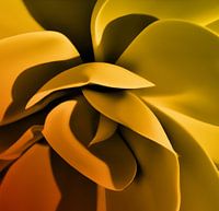 Hosta orange/yellow 3