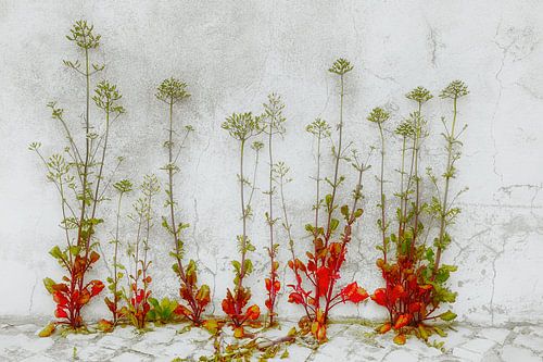 Ritme in Rood