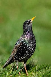 Étoile (Sturnus vulgaris)