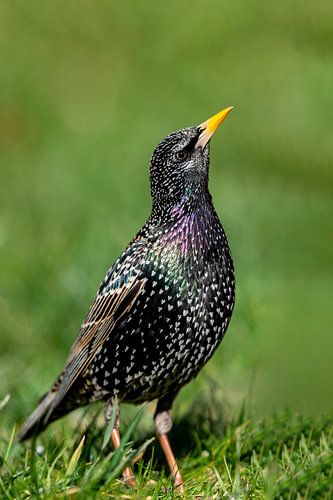Star (Sturnus vulgaris)