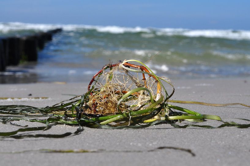 Strandgut auf Hiddensee von GH Foto & Artdesign