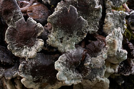 Mystische Wildpilze im Wald