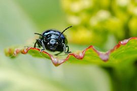 Der harte Kerl posiert für die Kamera von Petra Vastenburg