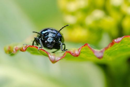 Stoere vent poseert voor camera