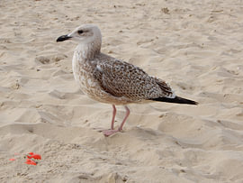 Zeemeeuw op strand - 2