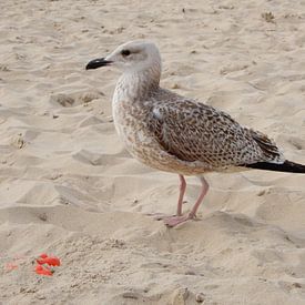 Zeemeeuw op strand - 2 van Klaas Roos