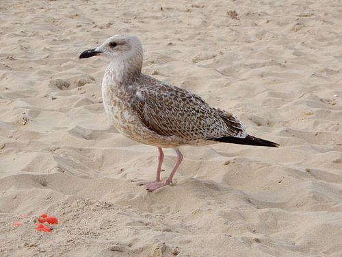 Zeemeeuw op strand - 2