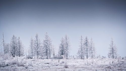 Prachtig winter landschap