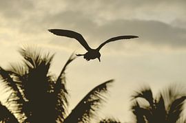 Sonnenuntergang am Meer – Tropische Fotografie für Wanddeko von Carolina Reina Photography