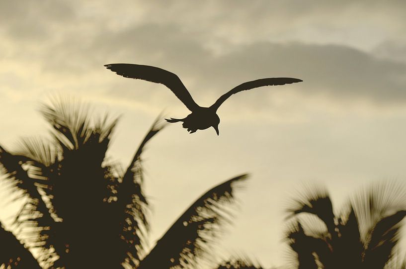 Tropical Silhouettes - Coastal Photography at Sunset by Carolina Reina Photography