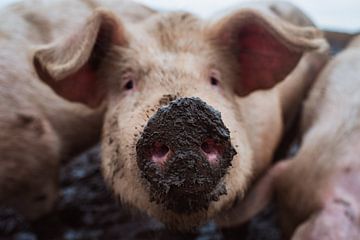 Pig with mud nose by Karen Velleman