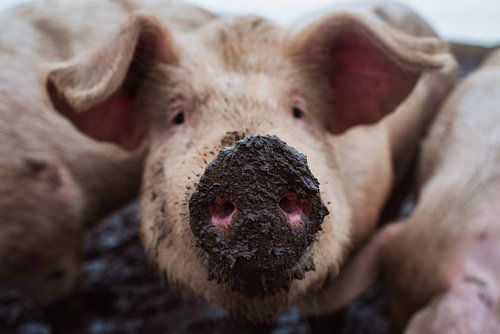 Pig with mud nose