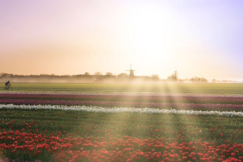 Tulpen aus dem Norden, Garsthuizen von Ronnie Schuringa