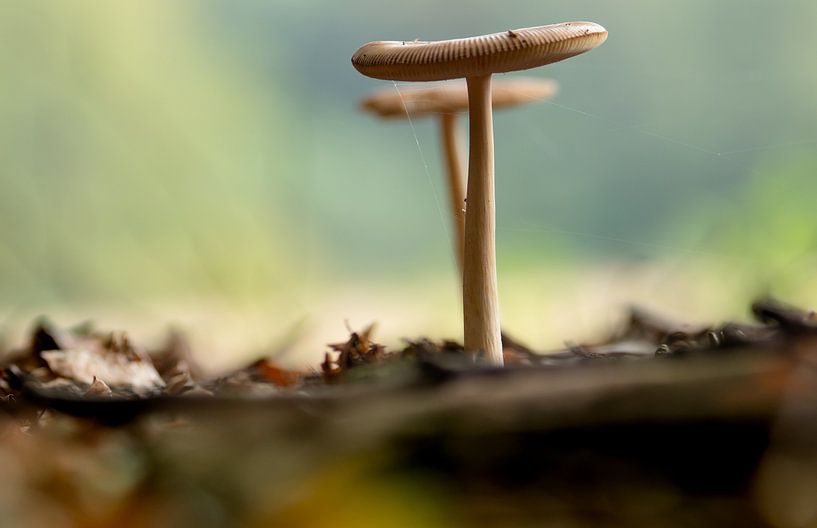 herfstpaddestoelen genieten van de zon 3 par henry hummel