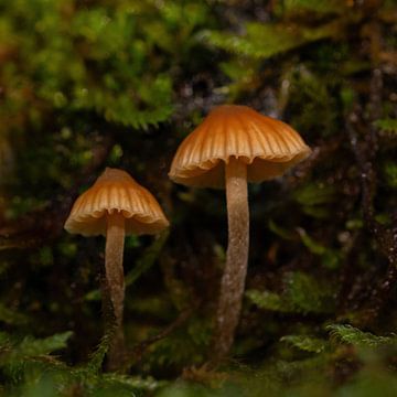 2 paddenstoelen in het mos