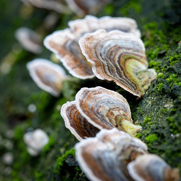 Un groupe de champignons salue sur l'écorce d'un arbre tombé par Hans de Waay