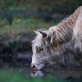 Schotse Hooglander aan de waterpoel van Tom Zwerver