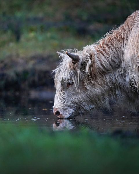 Highlander écossais au point d'eau par Tom Zwerver