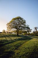 Schöner Baum in Limburgs Landschap in der Nähe des Geultals
