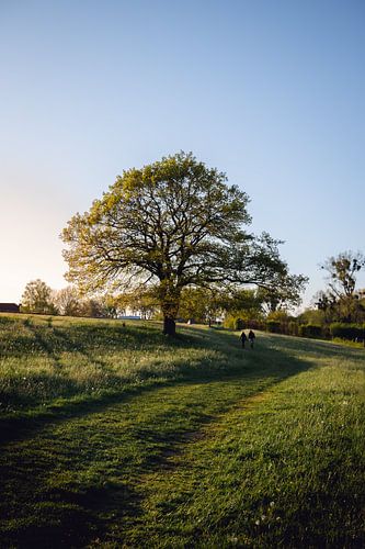 Mooie boom in Limburgs Landschap bij het geuldal