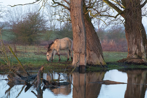 Konikpaarden in Meinerswijk
