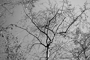 Arbre noir et blanc sur Alexander van der Sar
