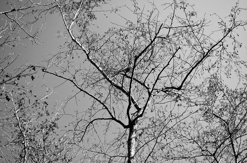 Black&amp;White Tree by Alexander van der Sar
