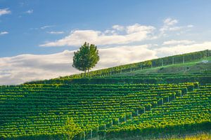 Goldene Weinberge der Langhe