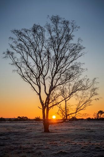 Sonnenaufgang in der Strabrechtse Heide