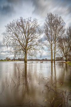 Bäume im Wasser von Mark Bolijn