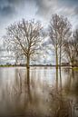 Trees in the water by Mark Bolijn thumbnail