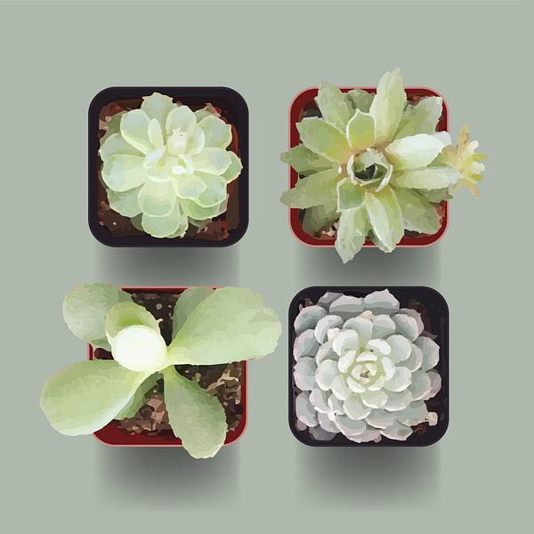 Vier Vetplantjes van Color Square