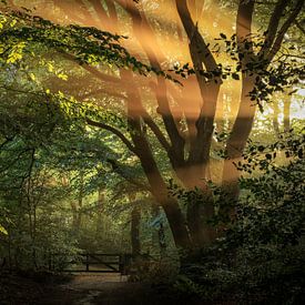 De eerste zonnestralen komen tussen de bomen door van Eefje John