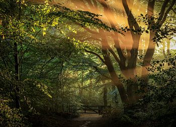 Die ersten Sonnenstrahlen fallen zwischen den Bäumen hindurch