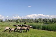 Groep wilde paarden in de Oostvaardersplassen in Flevoland van Sjoerd van der Wal Fotografie thumbnail