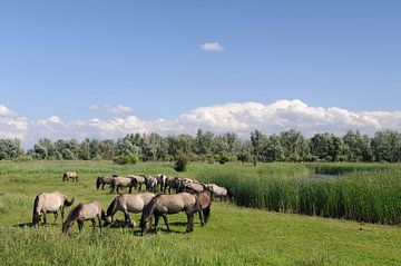 Groep wilde paarden in de Oostvaardersplassen in Flevoland